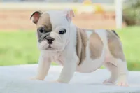 Hazel, a female English Bulldog for sale in Capon Bridge, WV – 2 of 6