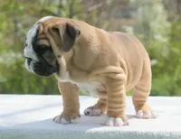 Max, a male English Bulldog for sale in Capon Bridge, WV – Photo 2 of 6