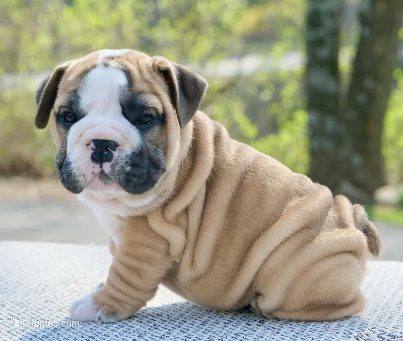 Max – English Bulldog puppy for sale in Capon Bridge, WV