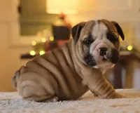 Max, a male English Bulldog for sale in Capon Bridge, WV – Photo 3 of 6