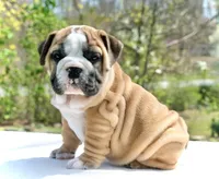 Max, a male English Bulldog for sale in Capon Bridge, WV – Photo 1 of 6