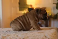 Max, a male English Bulldog for sale in Capon Bridge, WV – Photo 4 of 6