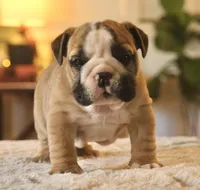 Max, a male English Bulldog for sale in Capon Bridge, WV – Photo 2 of 6