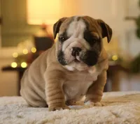 Max, a male English Bulldog for sale in Capon Bridge, WV – Photo 1 of 6