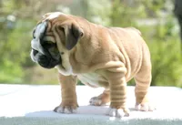 Max, a male English Bulldog for sale in Capon Bridge, WV – Photo 4 of 6