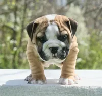 Max, a male English Bulldog for sale in Capon Bridge, WV – Photo 3 of 6