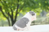 Lily, a female English Bulldog for sale in Capon Bridge, WV – 5 of 7