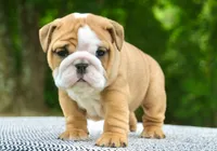 Lainey, a female English Bulldog for sale in Capon Bridge, WV – 4 of 5