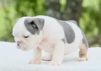 Lily, a female English Bulldog for sale in Capon Bridge, WV – 3 of 7
