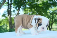 Charlie, a male English Bulldog for sale in Capon Bridge, WV – 5 of 10