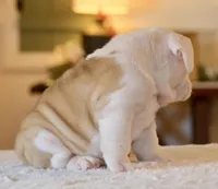 George, a male English Bulldog for sale in Capon Bridge, WV – Photo 6 of 7