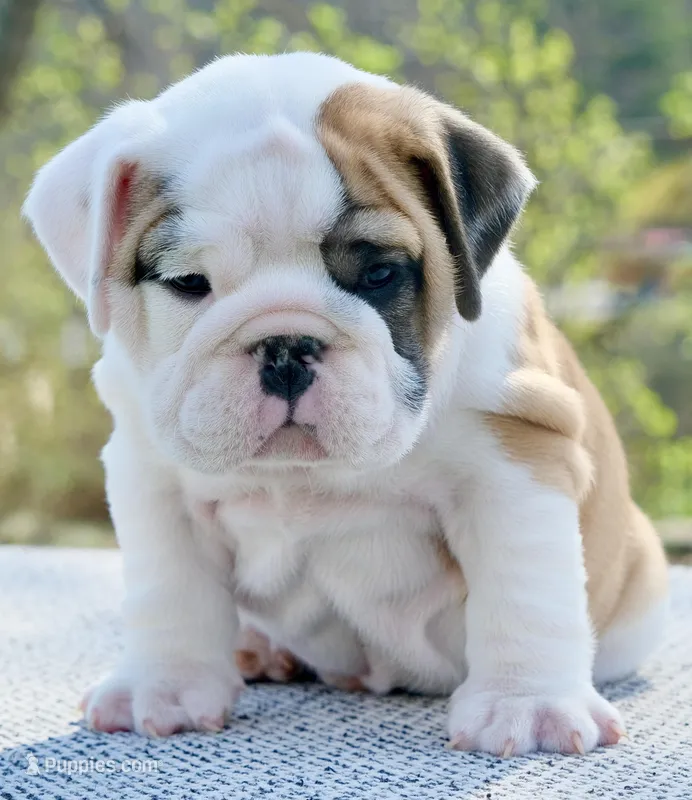 George – English Bulldog puppy for sale in Capon Bridge, WV