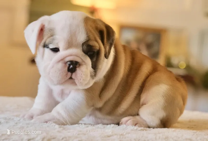 George – English Bulldog puppy for sale in Capon Bridge, WV
