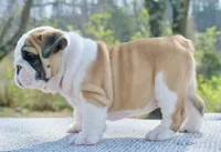 George, a male English Bulldog for sale in Capon Bridge, WV – Photo 4 of 4