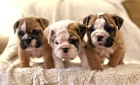 George, a male English Bulldog for sale in Capon Bridge, WV – Photo 2 of 4