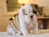 George, a male English Bulldog for sale in Capon Bridge, WV – Photo 2 of 7