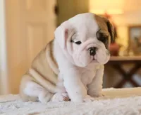 George, a male English Bulldog for sale in Capon Bridge, WV – Photo 4 of 7