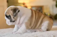 George, a male English Bulldog for sale in Capon Bridge, WV – Photo 5 of 7