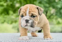 Mack, a male English Bulldog for sale in Capon Bridge, WV – 2 of 5