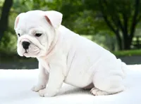 Harper, a female English Bulldog for sale in Capon Bridge, WV – 3 of 6