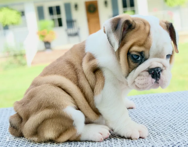 Ivy – English Bulldog puppy for sale in Capon Bridge, WV