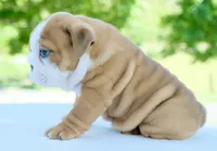 Bentley, a male English Bulldog for sale in Capon Bridge, WV – 2 of 7