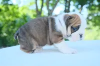 Ellie, a female English Bulldog for sale in Capon Bridge, WV – 4 of 6