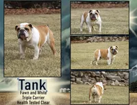 Abby , a female English Bulldog for sale in Capon Bridge, WV – Photo 4 of 5