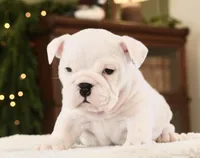 Abby , a female English Bulldog for sale in Capon Bridge, WV – Photo 3 of 5