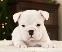 Abby , a female English Bulldog for sale in Capon Bridge, WV – Photo 2 of 5