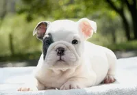 Leo, a male English Bulldog for sale in Capon Bridge, WV – 3 of 8