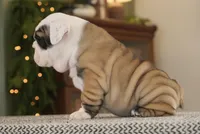 Brandi, a female English Bulldog for sale in Capon Bridge, WV – Photo 4 of 7