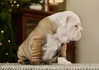 Brandi, a female English Bulldog for sale in Capon Bridge, WV – Photo 3 of 7