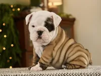 Brandi, a female English Bulldog for sale in Capon Bridge, WV – Photo 2 of 7