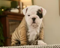 Brandi, a female English Bulldog for sale in Capon Bridge, WV – Photo 5 of 7