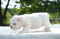 Leo, a male English Bulldog for sale in Capon Bridge, WV – 8 of 8