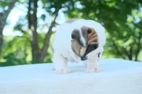 Charlie, a male English Bulldog for sale in Capon Bridge, WV – 6 of 10