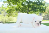 Mia, a female English Bulldog for sale in Capon Bridge, WV – 4 of 6