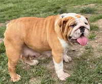 Bentley, a male English Bulldog for sale in Capon Bridge, WV – 6 of 7