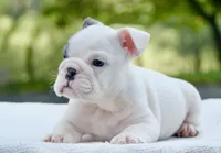 Leo, a male English Bulldog for sale in Capon Bridge, WV – 2 of 8