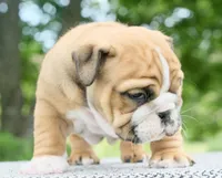 Mack, a male English Bulldog for sale in Capon Bridge, WV – 4 of 5