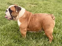 Ellie, a female English Bulldog for sale in Capon Bridge, WV – 6 of 6