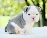 Lily, a female English Bulldog for sale in Capon Bridge, WV – 2 of 7
