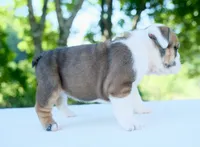 Ellie, a female English Bulldog for sale in Capon Bridge, WV – 2 of 6