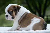 George, a male English Bulldog for sale in Capon Bridge, WV – 3 of 7