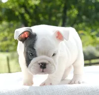 Leo, a male English Bulldog for sale in Capon Bridge, WV – 7 of 8