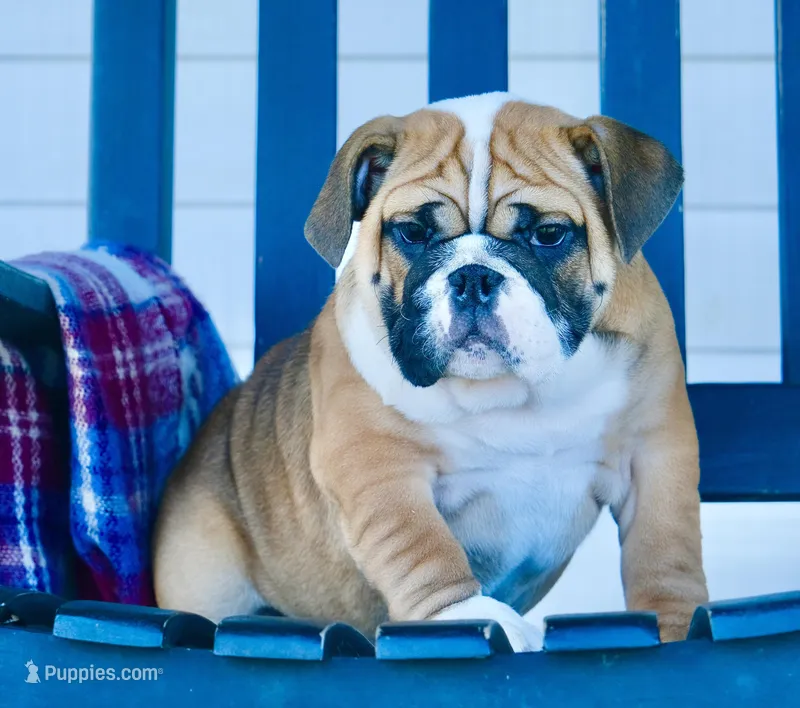 Bella  – English Bulldog puppy for sale in Capon Bridge, WV