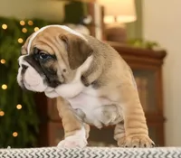 Bella , a female English Bulldog for sale in Capon Bridge, WV – Photo 4 of 7