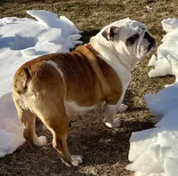 Bella , a female English Bulldog for sale in Capon Bridge, WV – Photo 7 of 7