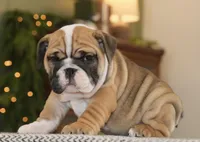 Bella , a female English Bulldog for sale in Capon Bridge, WV – Photo 2 of 7